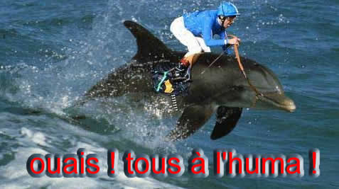dolphin.jpg